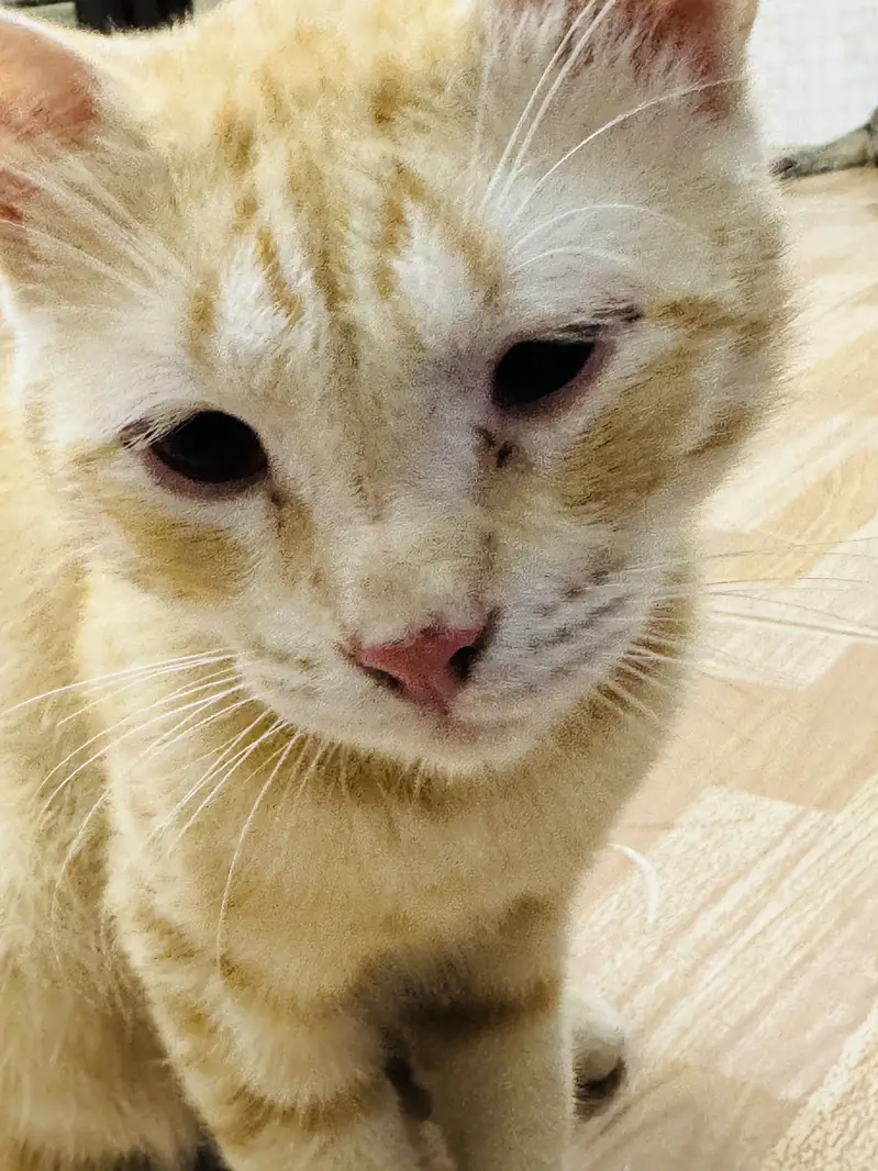 Orange cat for adoption — photo 3