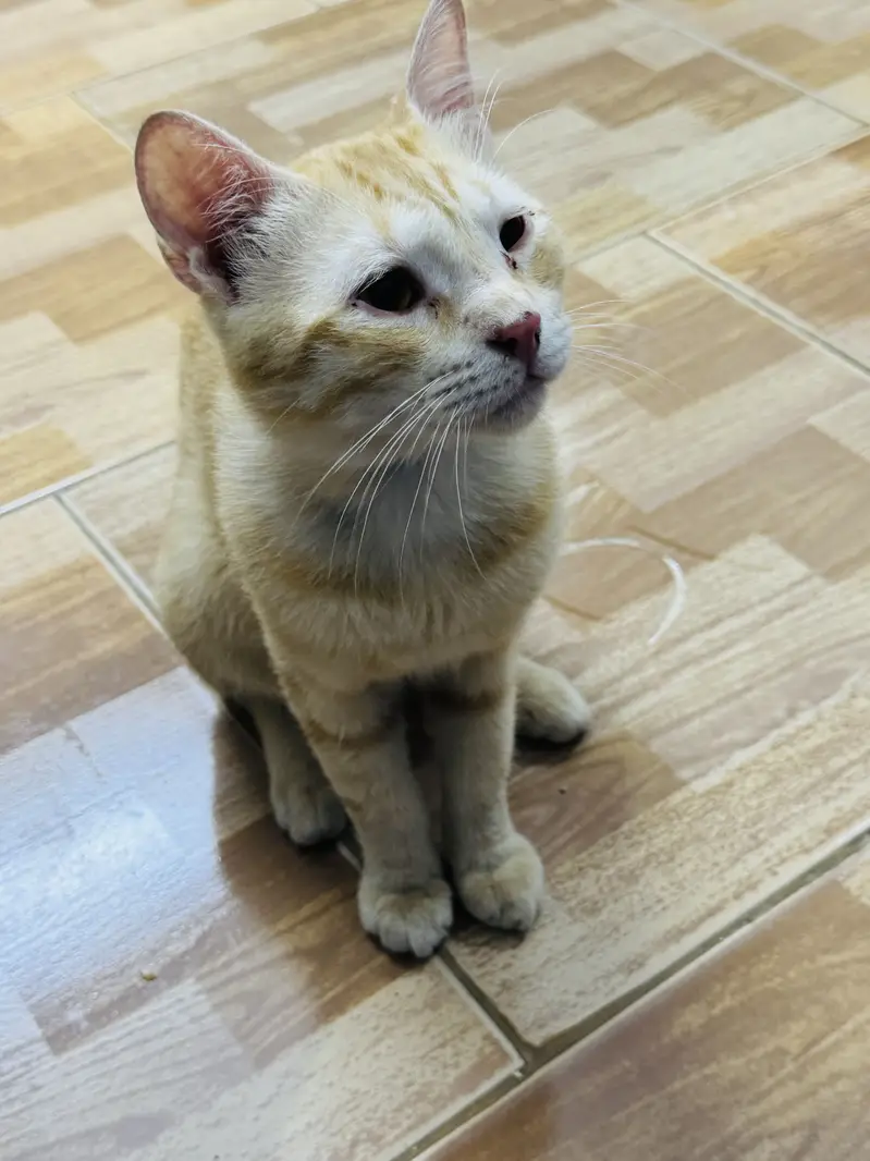 Orange cat for adoption — photo 4