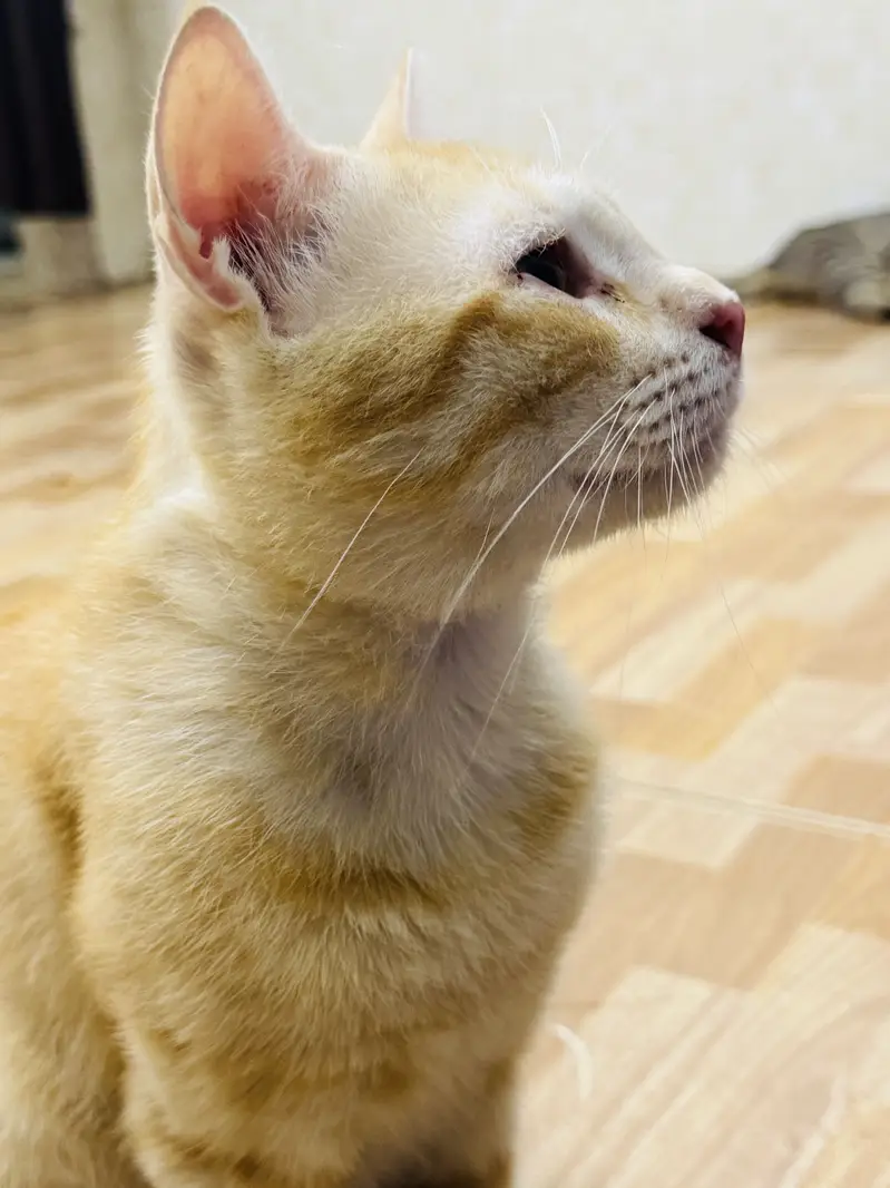 Orange cat for adoption — photo 5