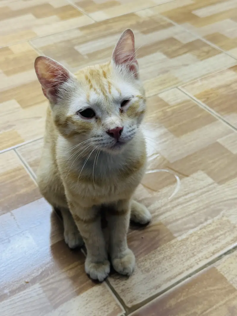 Orange cat for adoption — photo 6