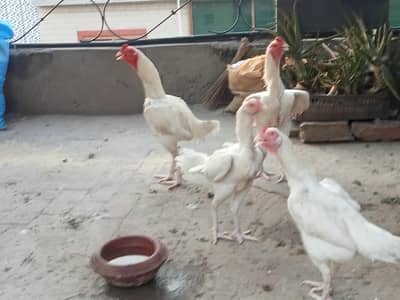 Heera aseels