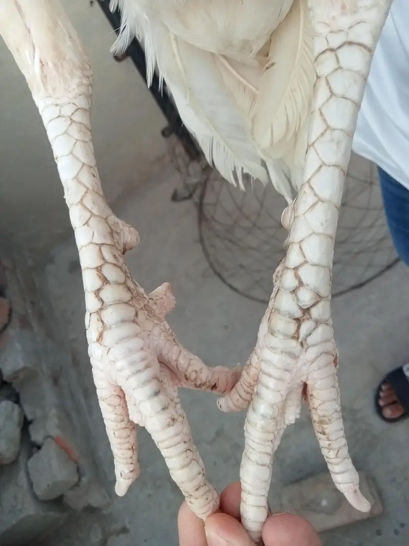 Heera aseels — photo 3