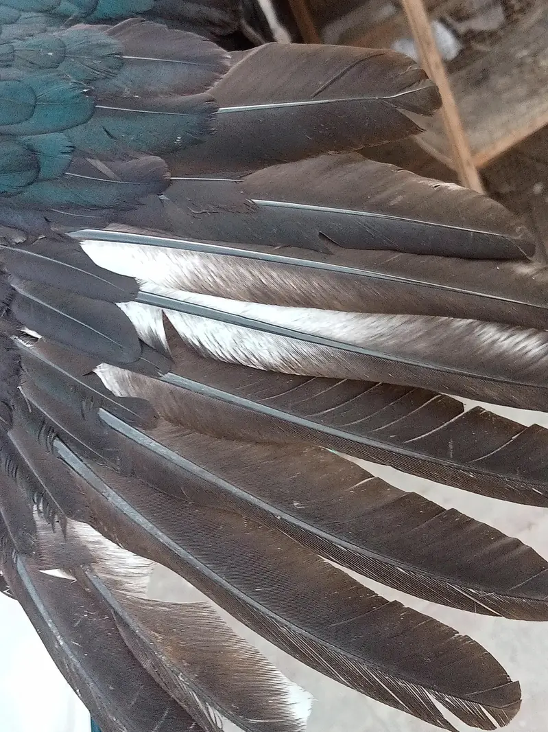 Heera aseels — photo 6