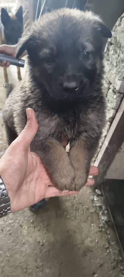 Pure working line ddr german shepard pupies available