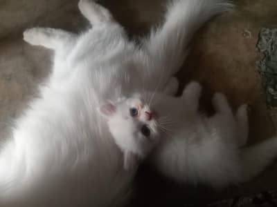 a cute little cloud ball is looking for a new home