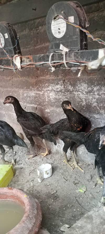Aseel chicks