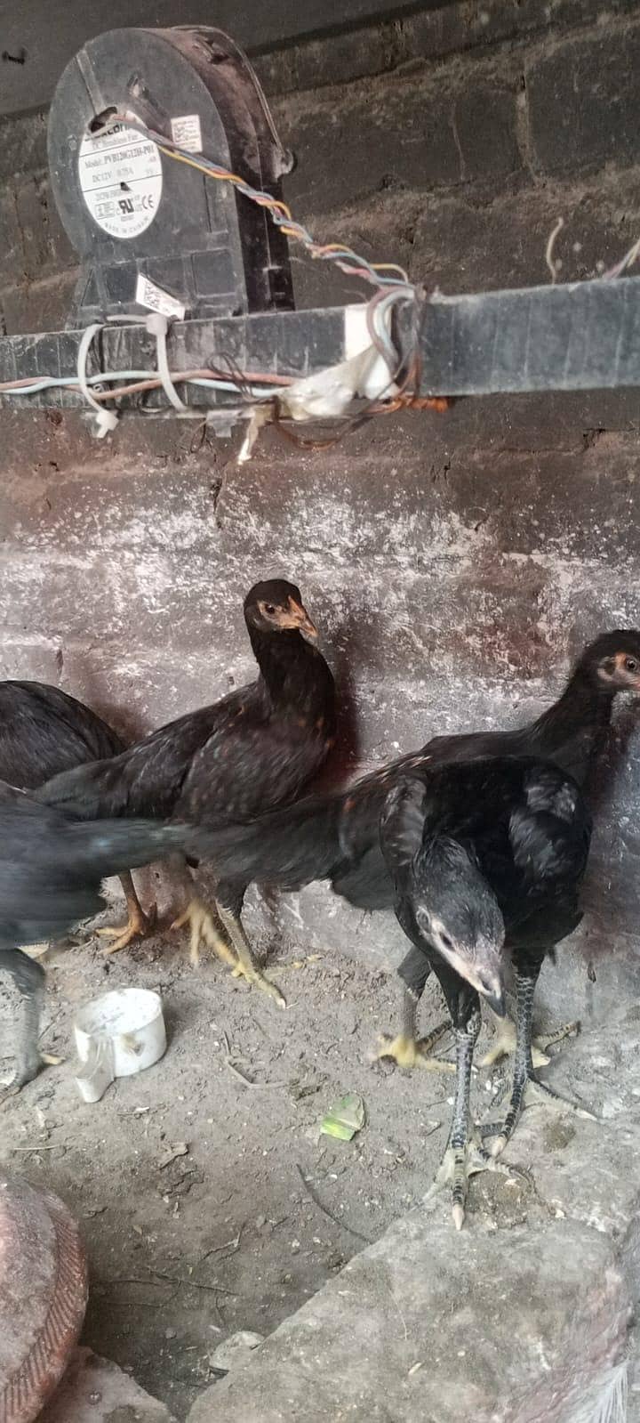 Aseel chicks 1