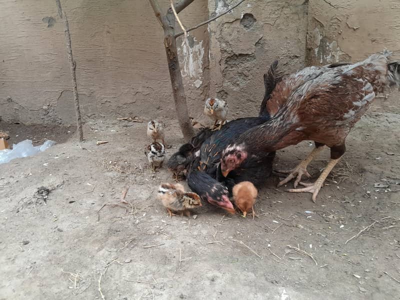 Aseel chicks 3
