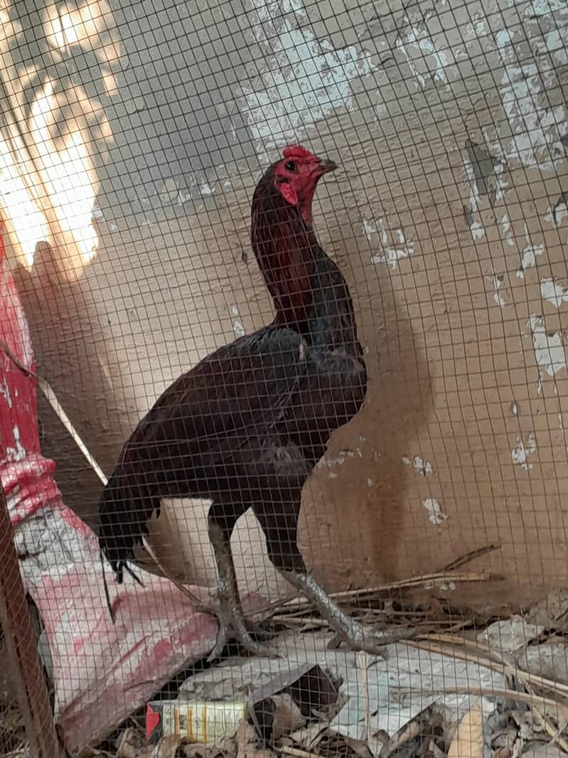Aseel chicks 4