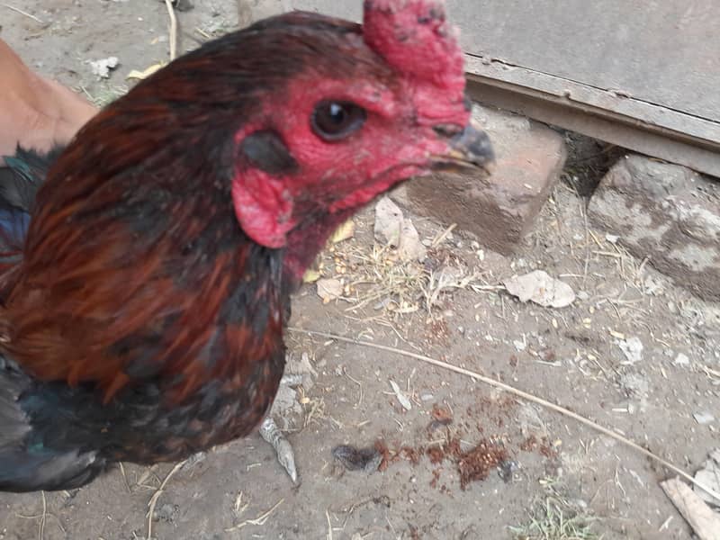 Aseel chicks 6