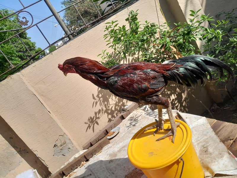 Aseel chicks 7