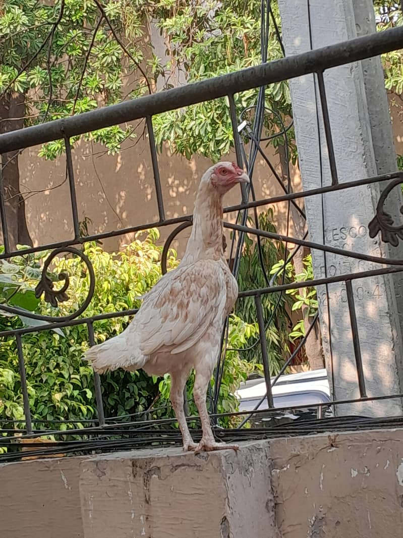 Aseel chicks 9