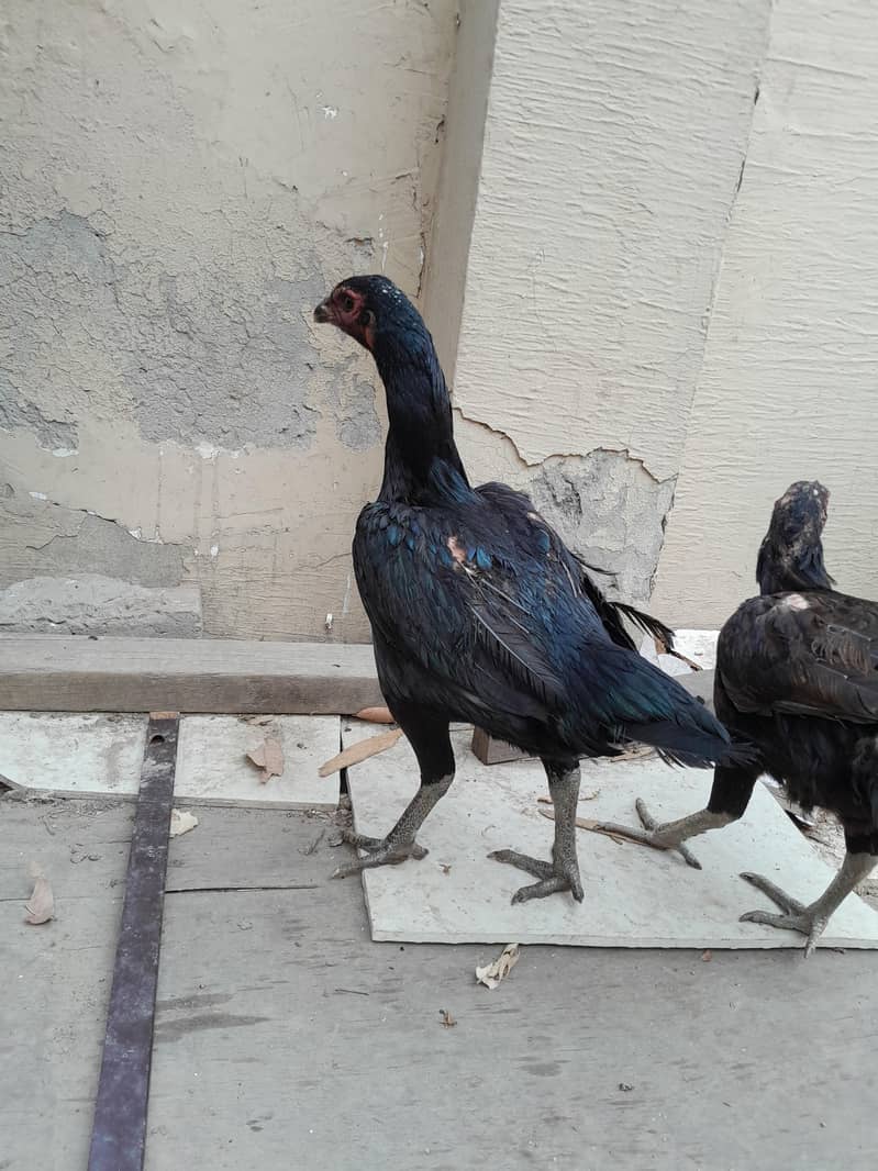 Aseel chicks 10