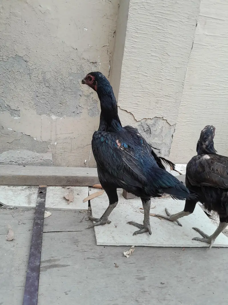 Aseel chicks — photo 11