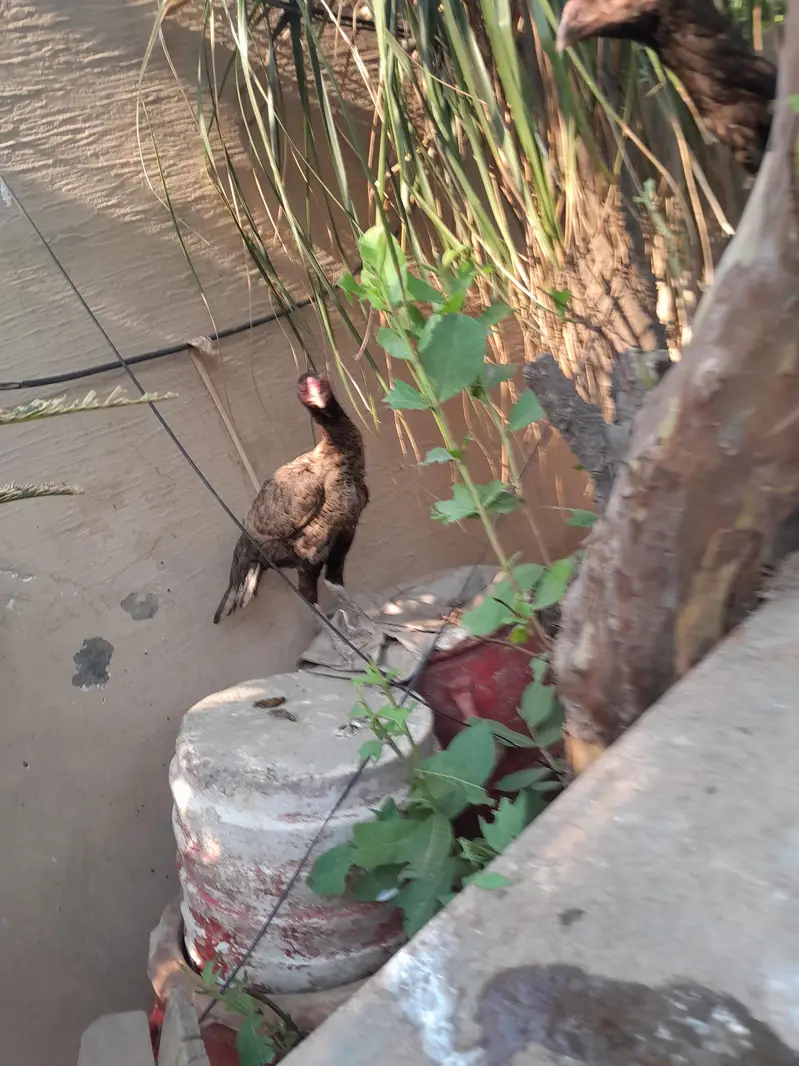 Aseel chicks — photo 12