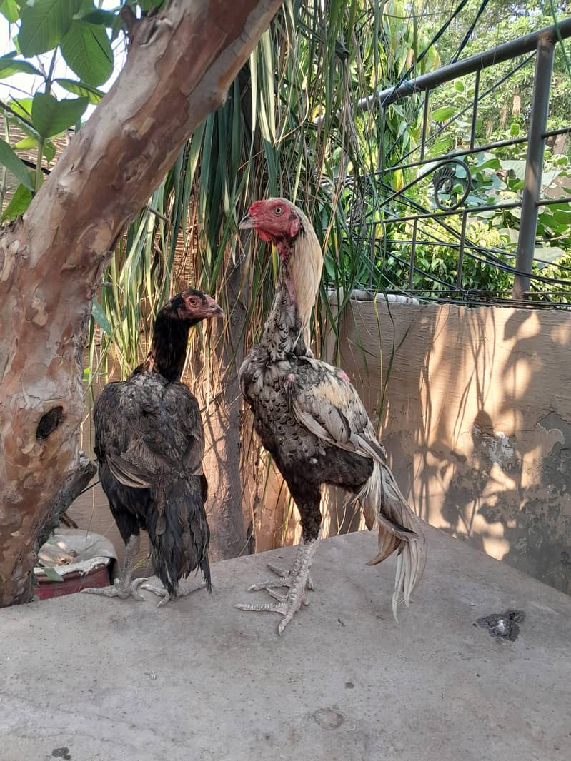 Aseel chicks 12