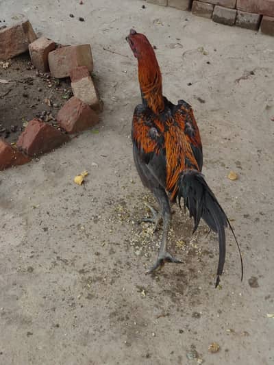 Dragon  aseel male patha fit and active