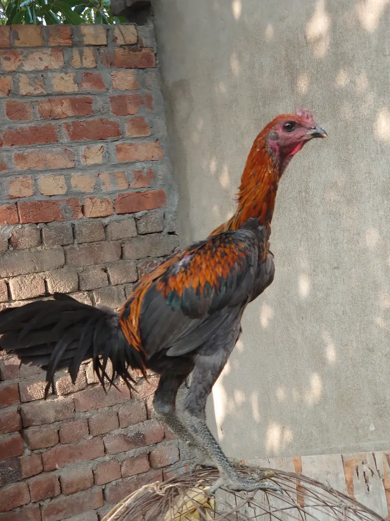 Dragon  aseel male patha fit and active — photo 2