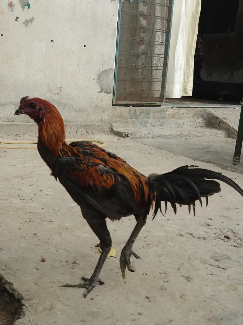 Dragon  aseel male patha fit and active — photo 4