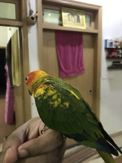 Handtame Sun Conure | Gouldien Finch | Strawberry Finch