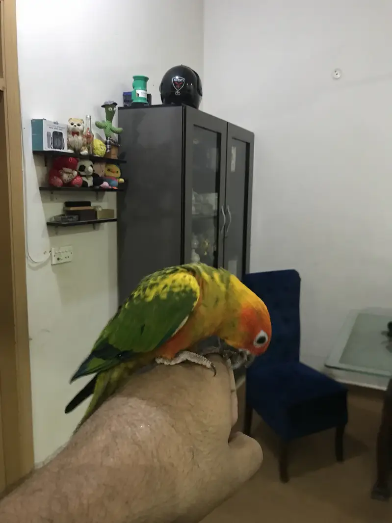 Handtame Sun Conure | Gouldien Finch | Strawberry Finch — photo 2