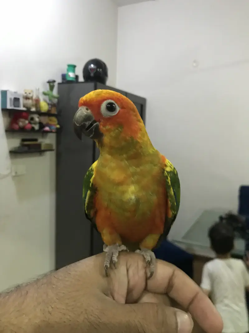 Handtame Sun Conure | Gouldien Finch | Strawberry Finch — photo 3
