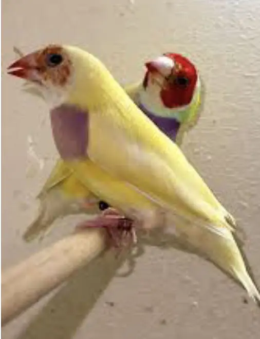 Handtame Sun Conure | Gouldien Finch | Strawberry Finch — photo 4