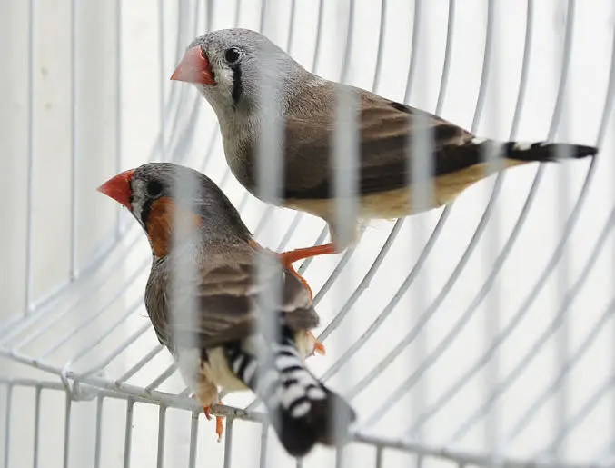 Handtame Sun Conure | Gouldien Finch | Strawberry Finch — photo 5