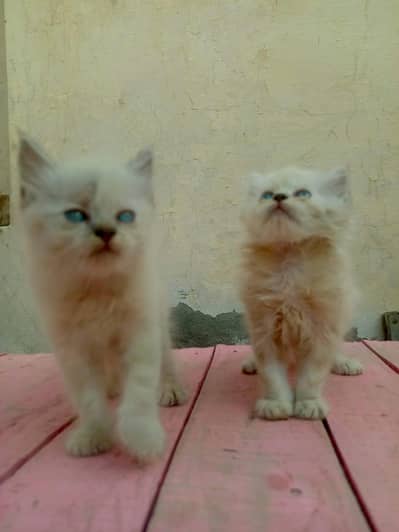 4 Persian Long Hair Kittens - 8000 Each - 1F 3M - Khanewal