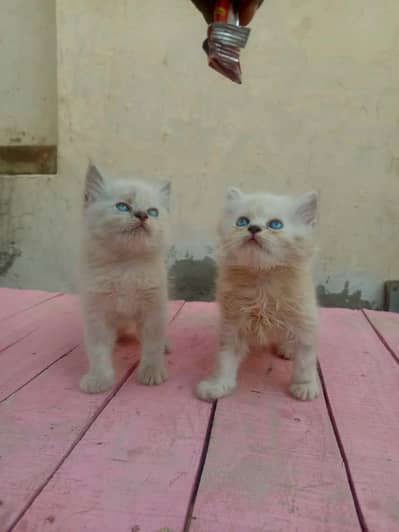 3 pure persion long hair kitten's 1 female or 2 male