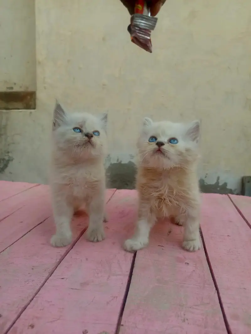 4 Persian Long Hair Kittens - 8000 Each - 1F 3M - Khanewal — photo 2