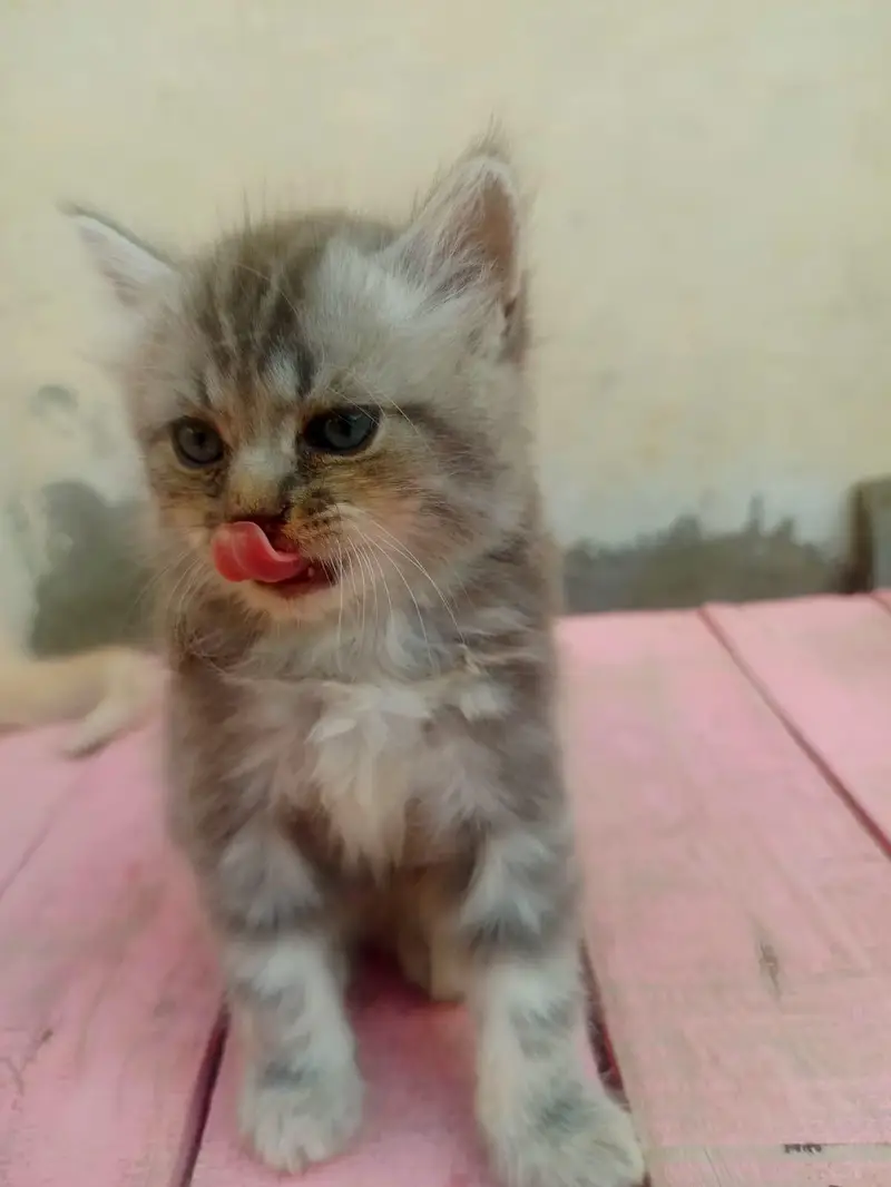 4 Persian Long Hair Kittens - 8000 Each - 1F 3M - Khanewal — photo 3