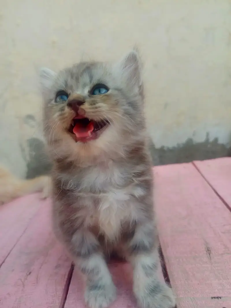 4 Persian Long Hair Kittens - 8000 Each - 1F 3M - Khanewal — photo 4