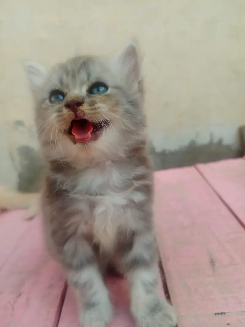 4 Persian Long Hair Kittens - 8000 Each - 1F 3M - Khanewal — photo 5