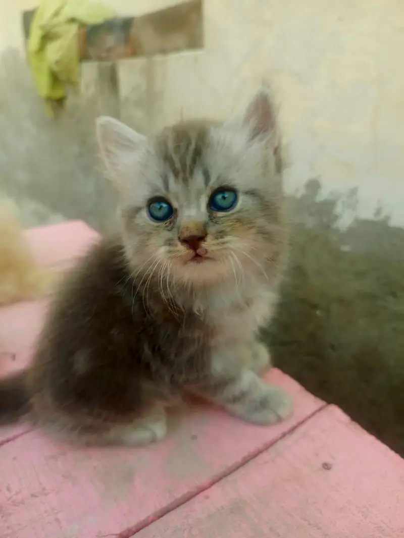 4 Persian Long Hair Kittens - 8000 Each - 1F 3M - Khanewal — photo 6