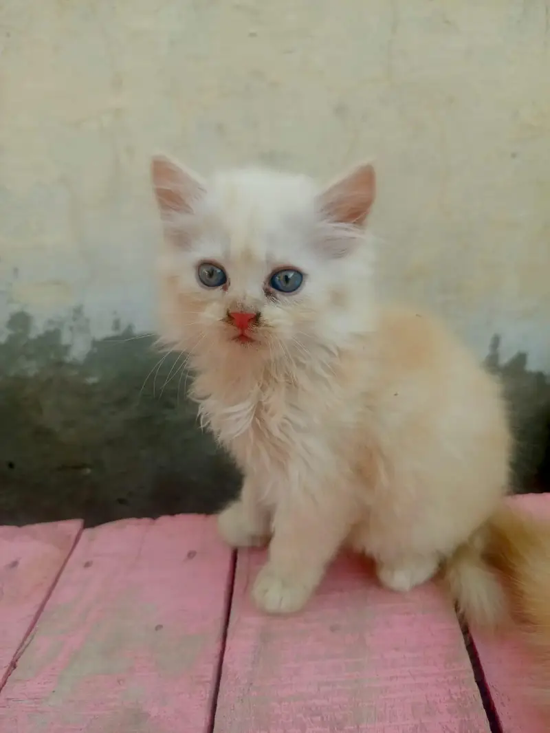 4 Persian Long Hair Kittens - 8000 Each - 1F 3M - Khanewal — photo 7
