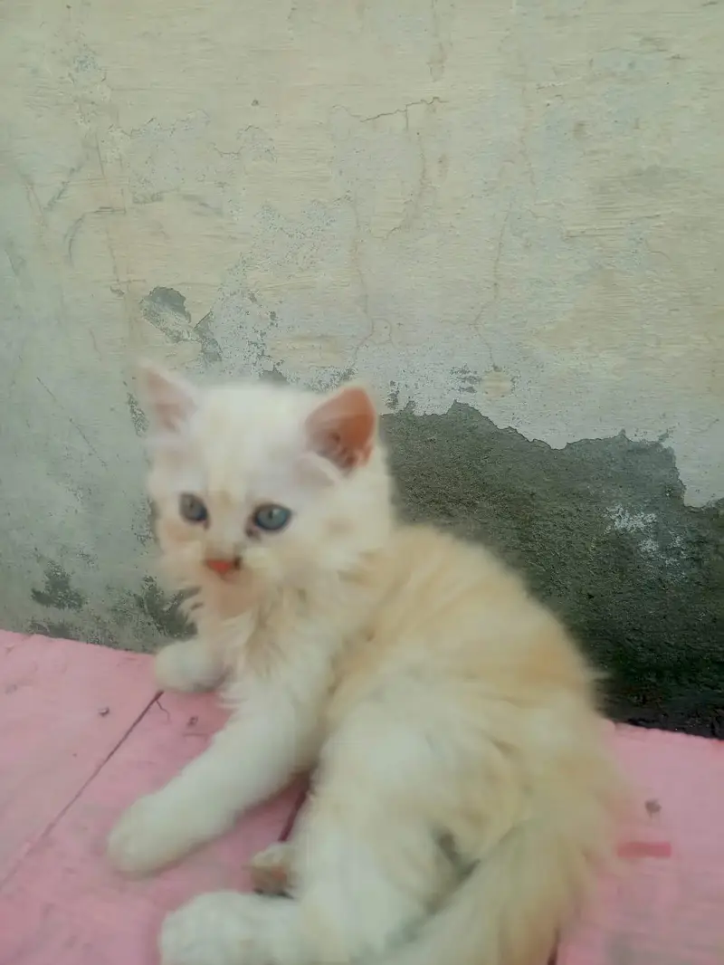 4 Persian Long Hair Kittens - 8000 Each - 1F 3M - Khanewal — photo 8