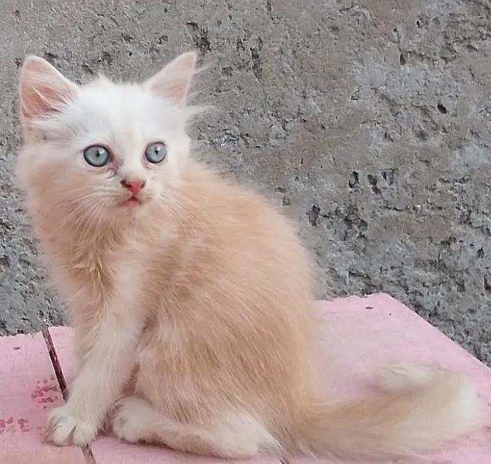 4 Persian Long Hair Kittens - 8000 Each - 1F 3M - Khanewal — photo 9