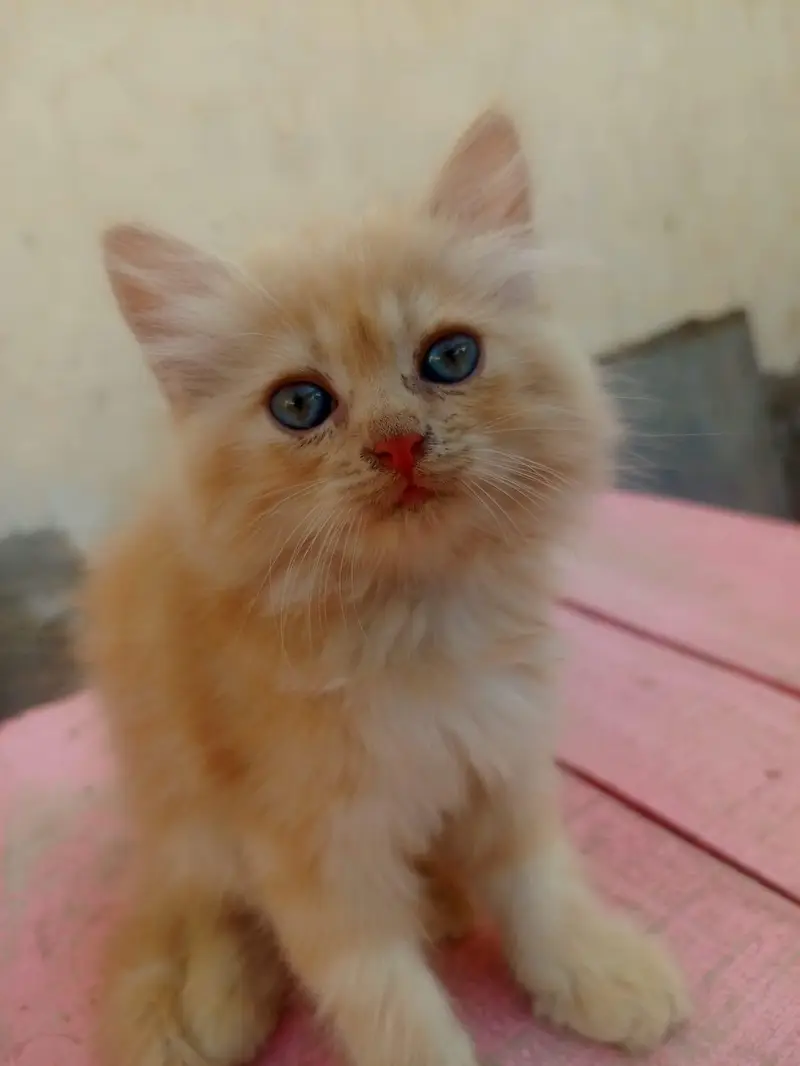 4 Persian Long Hair Kittens - 8000 Each - 1F 3M - Khanewal — photo 10