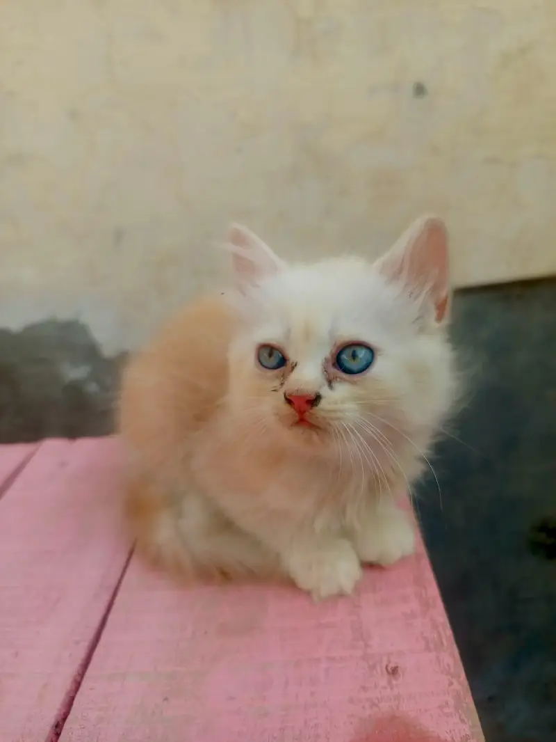 4 Persian Long Hair Kittens - 8000 Each - 1F 3M - Khanewal — photo 11