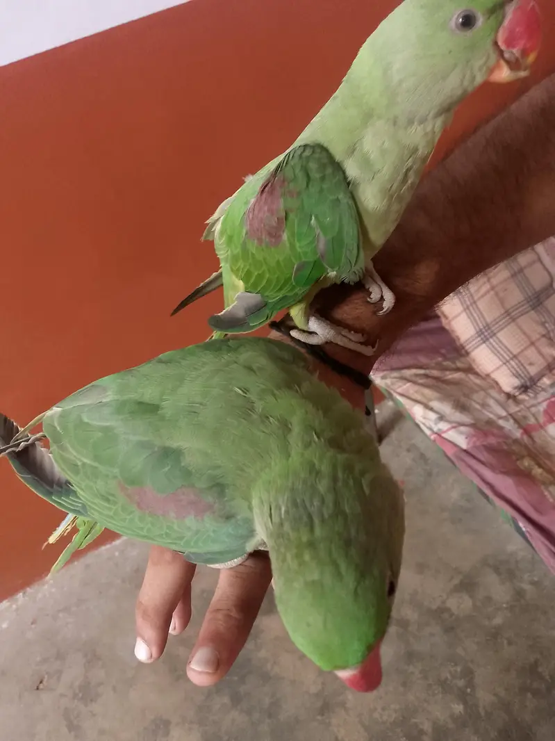 raw kashmiri jambo size chak — photo 3