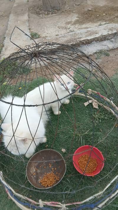 Pershin cat