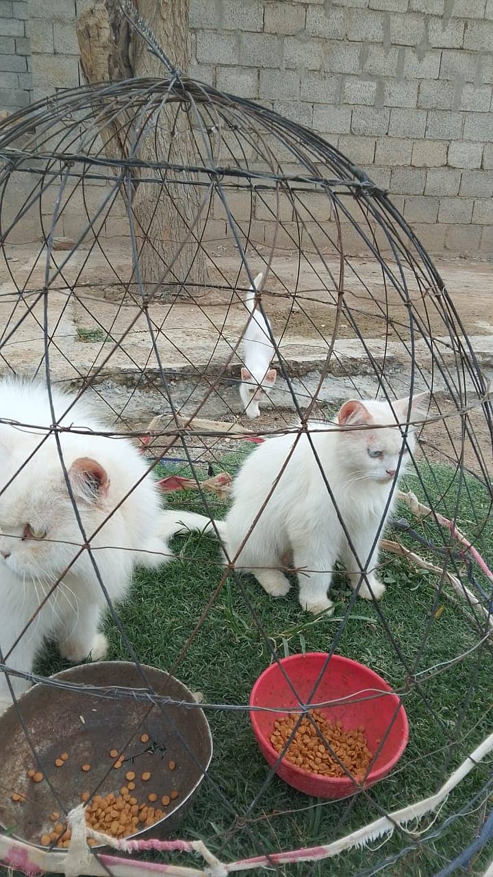 Pershin cat 1