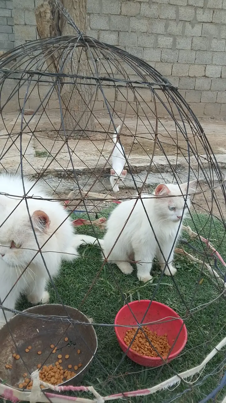 Pershin cat — photo 2