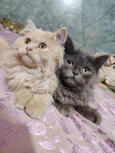 cats for sale