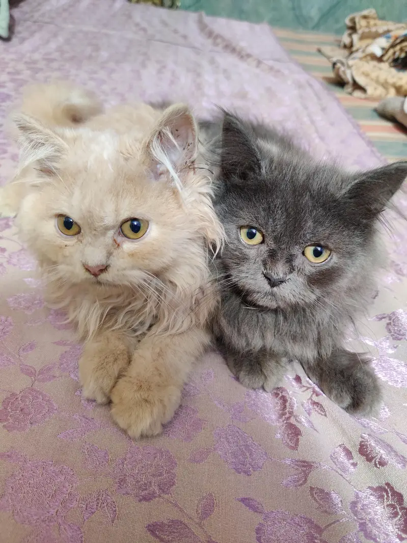 cats for sale — photo 2