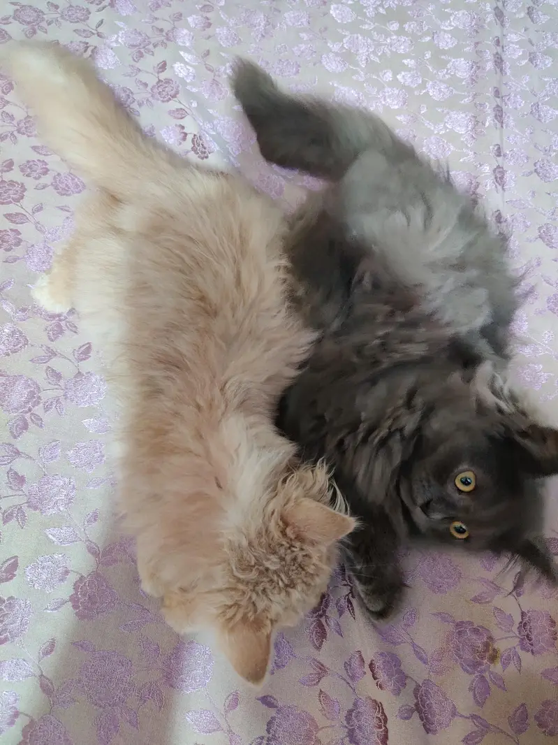 cats for sale — photo 3