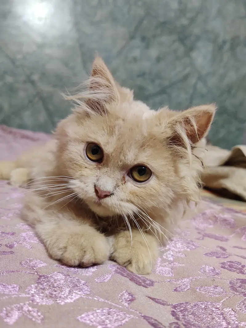 cats for sale — photo 4