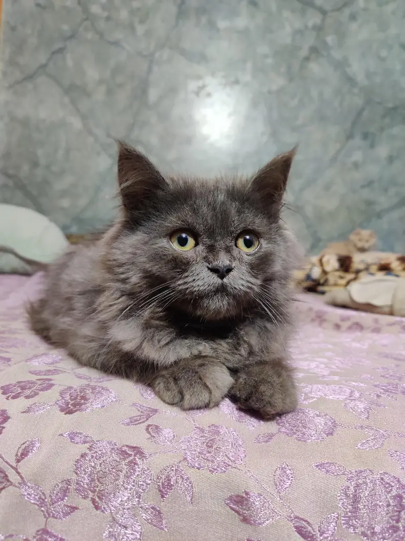 cats for sale — photo 5