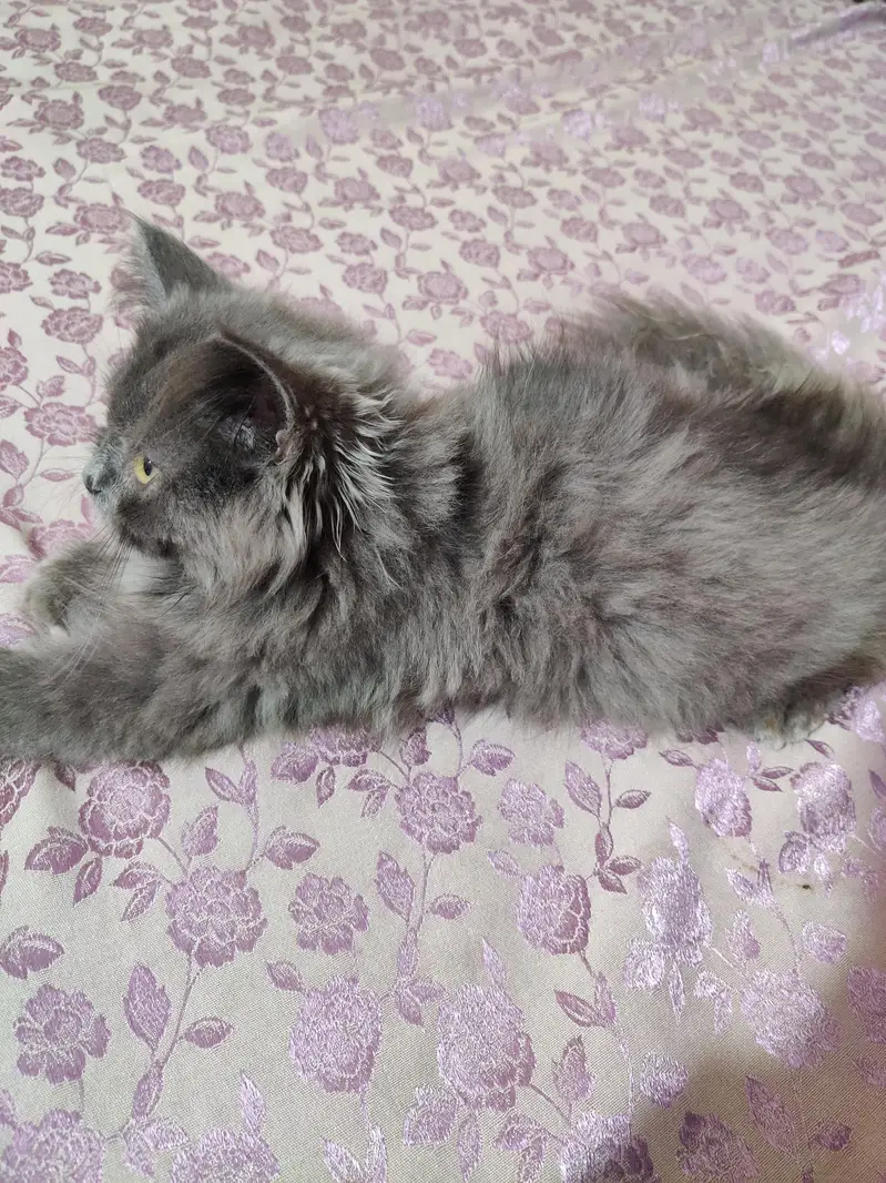 cats for sale — photo 6